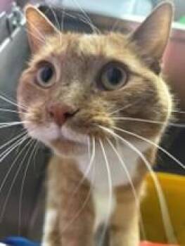 Domestic Short Hair Cats Available for Adoption - Jello | PetCurious