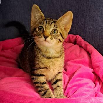 Potato Masher -  Domestic Short Hair Cat for Adoption in Chicago, Illinois - Potato Masher | PetCurious