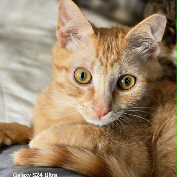 Domestic Short Hair Cats Available for Adoption in Tulsa, Oklahoma - Otis | PetCurious