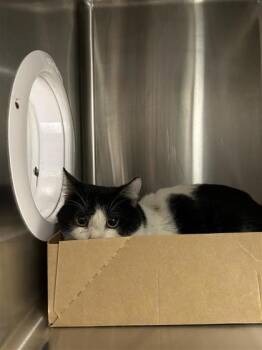 Rescue Domestic Short Hair Cats for Adoption in West Chester, Pennsylvania - Julius | PetCurious