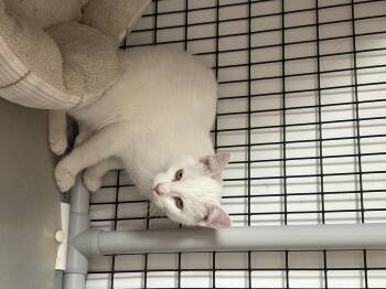 Rescue Domestic Short Hair Cats for Adoption in Black River Falls, Wisconsin - Miney | PetCurious