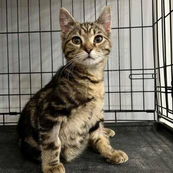 Domestic Short Hair Cats Available for Adoption - Barber | PetCurious