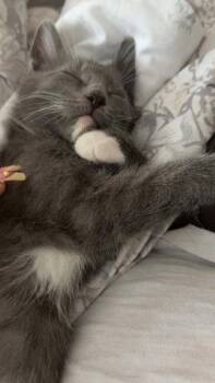 Domestic Short Hair Cats Available for Adoption in Rockaway, New Jersey - Delphine