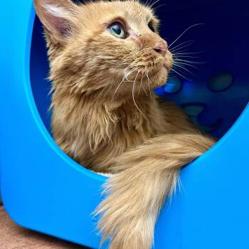 Tigger -  Domestic Medium Hair Cat for Adoption in Glenwood Springs, Colorado - Tigger | PetCurious