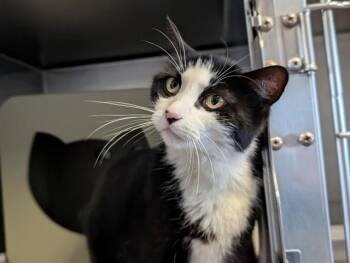 A882750 -  Domestic Short Hair Cat for Adoption in Camarillo, California - A882750 | PetCurious