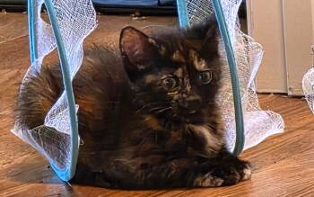Tib -  Domestic Short Hair Cat for Adoption in Kansas City, Kansas - Tib | PetCurious