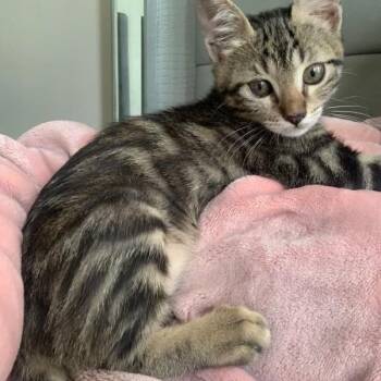Rescue Egyptian Mau Cats for Adoption in Brampton, Ontario - Munchin | PetCurious