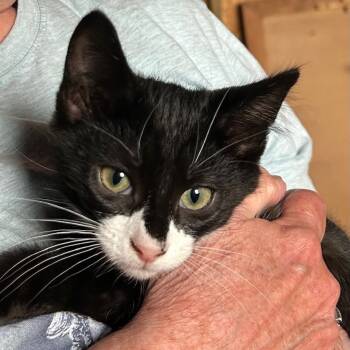 Rescue Domestic Short Hair Cats for Adoption in Rochester, Minnesota - Astair | PetCurious