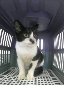 MITZY -  Domestic Short Hair Cat for Adoption in Ocala, Florida - MITZY | PetCurious