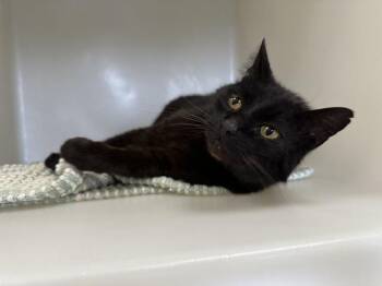 Domestic Medium Hair Cats Available for Adoption in Mckinleyville, California - TAR | PetCurious