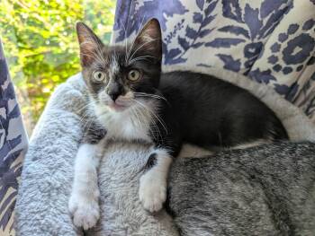 Tuxedo Cats Available for Adoption in Plano, Texas - Gwen A216624 | PetCurious