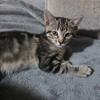 Rescue Domestic Short Hair Cats for Adoption in Fort Worth, Texas - Tara | PetCurious