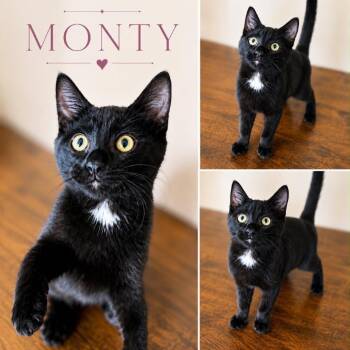 Montgomery -  Domestic Short Hair Cat for Adoption in Rochester, Minnesota - Montgomery | PetCurious