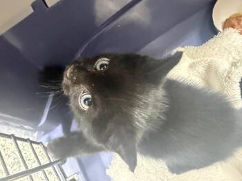 Thiago -  Domestic Short Hair Cat for Adoption in Pomona, New York - Thiago | PetCurious