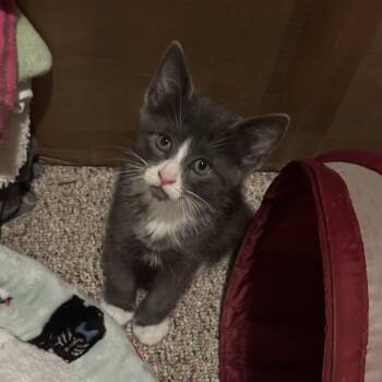 Domestic Short Hair and Russian Blue Cats Available for Adoption - Maximum Purple Blue | PetCurious