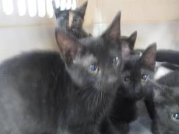 Domestic Short Hair Cats Available for Adoption in Ocala, Florida - EROS | PetCurious