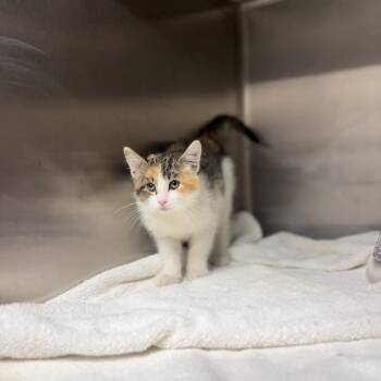 Camryn -  Domestic Short Hair Cat for Adoption in Pauls Valley, Oklahoma - Camryn | PetCurious
