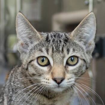 Apple -  Domestic Short Hair Cat for Adoption in Middletown, Rhode Island - Apple | PetCurious