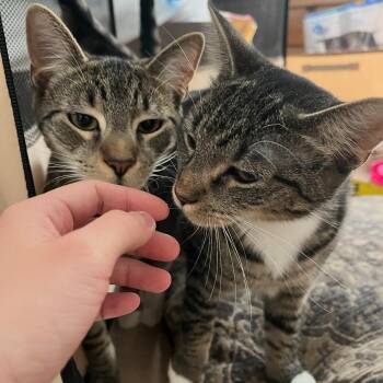 Adradeline & Seretonin -  American Shorthair Cat for Adoption in Highland Park, New Jersey - Adradeline & Seretonin | PetCurious