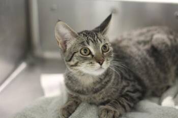 ICE SPICE -  Domestic Short Hair Cat for Adoption in Grand Prairie, Texas - ICE SPICE | PetCurious