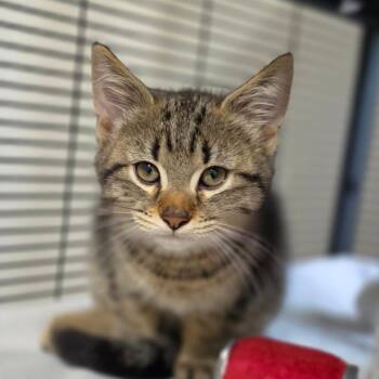 Ollie -  Domestic Short Hair Cat for Adoption in Muncie, Indiana - Ollie | PetCurious