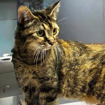 Mama Fraser -  Domestic Short Hair Cat Available for Adoption in Mt. Juliet, Tennessee - Mama Fraser | PetCurious