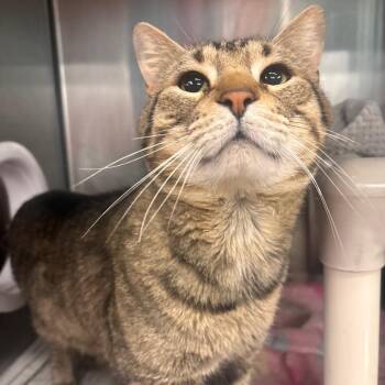 Domestic Short Hair Cats Available for Adoption in Belleville, Illinois - Tony Tiger | PetCurious