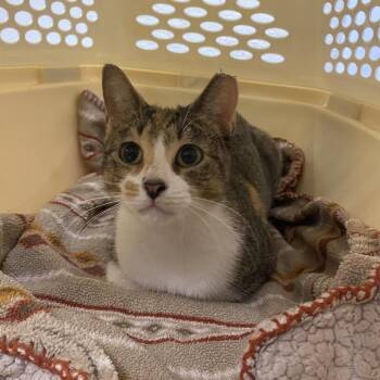 Domestic Short Hair Cats Available for Adoption - Pepita | PetCurious