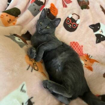 Sarah -  Domestic Short Hair Cat for Adoption in Salt Lake City, Utah - Sarah | PetCurious