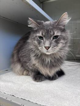 Walker -  Domestic Long Hair Cat for Adoption in Burgaw, North Carolina - Walker | PetCurious