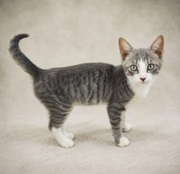 Cookie Dough -  American Shorthair Cat for Adoption in Miami, Florida - Cookie Dough | PetCurious