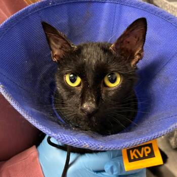 Candy Corn -  Domestic Short Hair Cat for Adoption in Greenville, South Carolina - Candy Corn | PetCurious