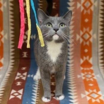 Domestic Short Hair Cats Available for Adoption in Westland, Michigan - Apple | PetCurious