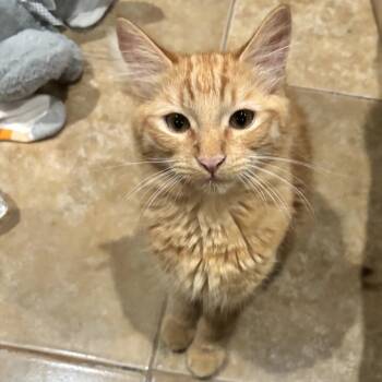Domestic Medium Hair Cats Available for Adoption in Brea, California - Pooky | PetCurious