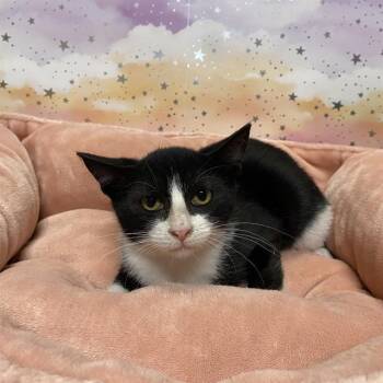 A611912 -  Domestic Short Hair Cat for Adoption in Modesto, California - A611912 | PetCurious