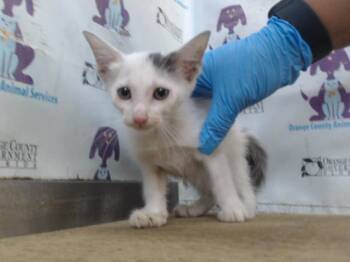 A604901 -  Domestic Short Hair Cat for Adoption in Orlando, Florida - A604901 | PetCurious