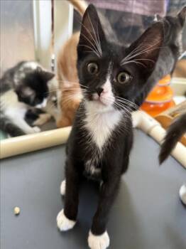 *ROCKET -  Domestic Short Hair Cat for Adoption in Woodland, California - *ROCKET | PetCurious
