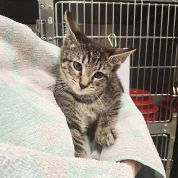 Domestic Short Hair Cats Available for Adoption in Voorhees Township, New Jersey - Prince | PetCurious