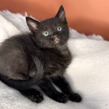 Rescue Domestic Short Hair Cats for Adoption in San Antonio, Texas - Shadow | PetCurious