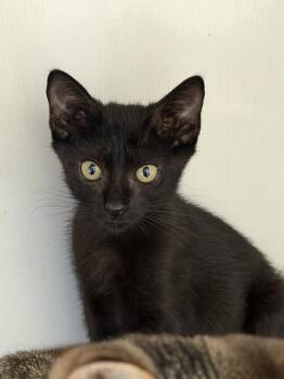 Violet -  Domestic Short Hair Cat for Adoption in Bossier City, Louisiana - Violet | PetCurious