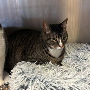 Domestic Short Hair Cats Available for Adoption in Chehalis, Washington - Hades | PetCurious