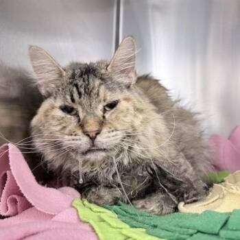 Domestic Medium Hair and Mixed Breed Cats Available for Adoption in New York, New York - Flower | PetCurious
