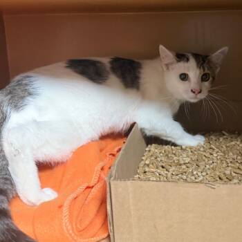 Austin -  Domestic Short Hair Cat for Adoption in Madisonville, Kentucky - Austin | PetCurious