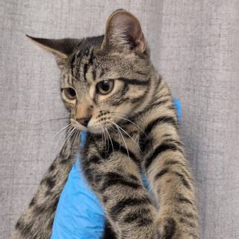 Fennec -  Domestic Short Hair Cat for Adoption in Hattiesburg, Mississippi - Fennec | PetCurious