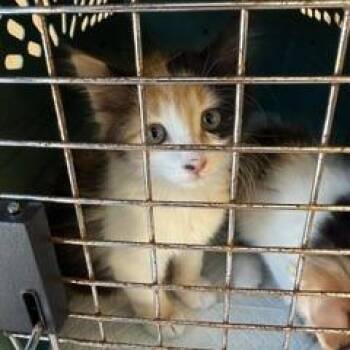 Smog -  Domestic Short Hair Cat for Adoption in West Palm Beach, Florida - Smog | PetCurious