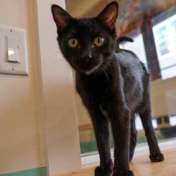 Tanager -  Domestic Short Hair Cat for Adoption in Jackson, Wyoming - Tanager | PetCurious
