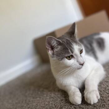 Domestic Short Hair Cats Available for Adoption in Baltimore, Maryland - Ariel | PetCurious