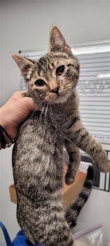 Donatello -  Domestic Short Hair Cat for Adoption in West Chester, Pennsylvania - Donatello | PetCurious
