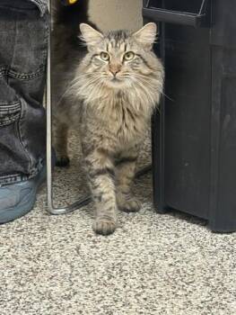 Domestic Long Hair and Domestic Short Hair Cats Available for Adoption in Westland, Michigan - Kitty Bob | PetCurious