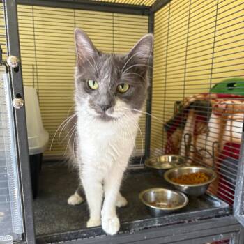 Gracie -  Domestic Medium Hair Cat for Adoption in Grantsville, Utah - Gracie | PetCurious